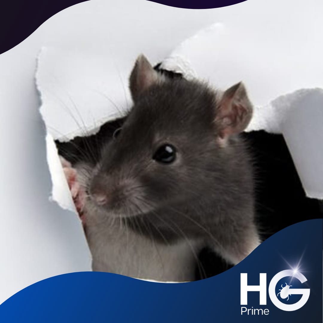 WhatsApp Image 2023-10-17 at 19.53.18.jpeg